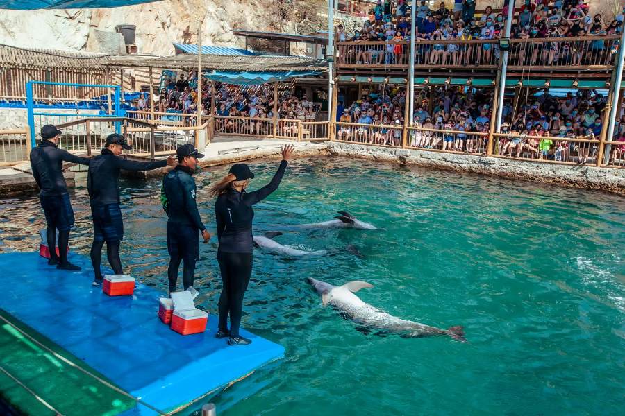 show de delfines Acuario Rodadero Santa Marta